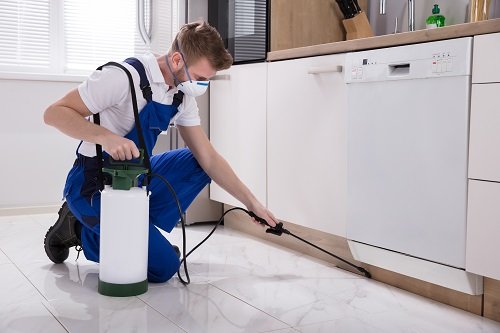Engaging Professionals To Take Care Of Your Pest Control