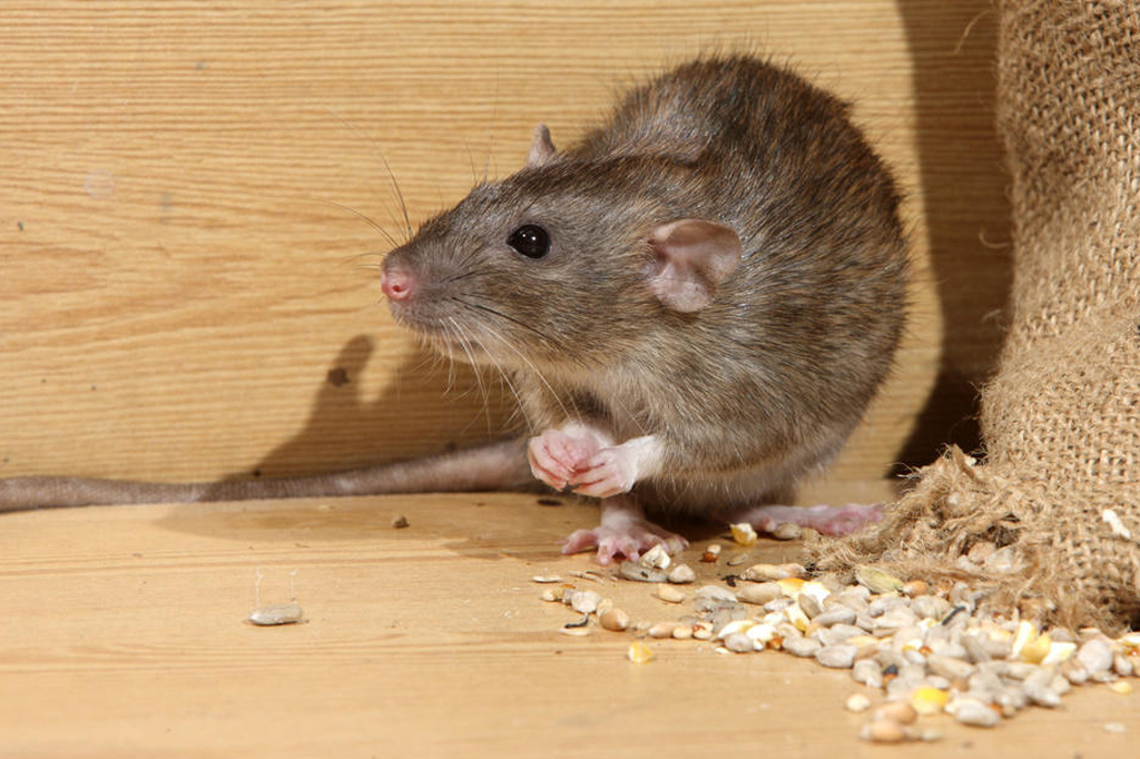 rodent control tips