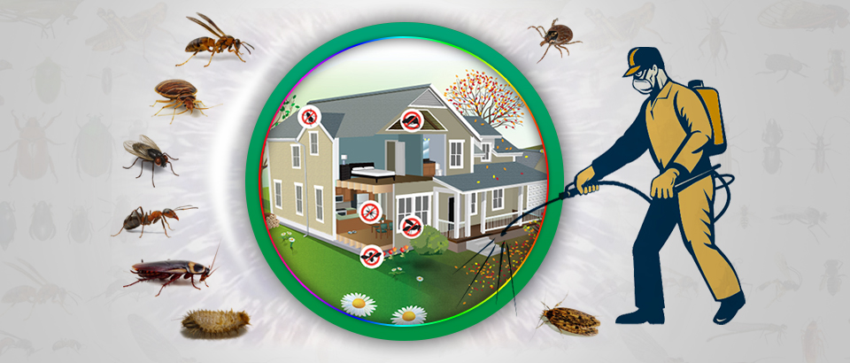 Opt for the top-notch pest control Dubai jlt to kill pests forever from your home