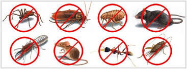 pest control companies in Dubai, pest control services in Dubai pest control Dubai jlt, pest control jlt