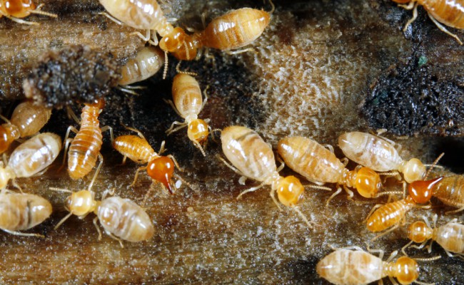 Main Reasons Why You Should Invest in Termite Control