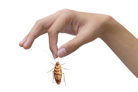 Detecting And Controlling Crawling Insects And Pests