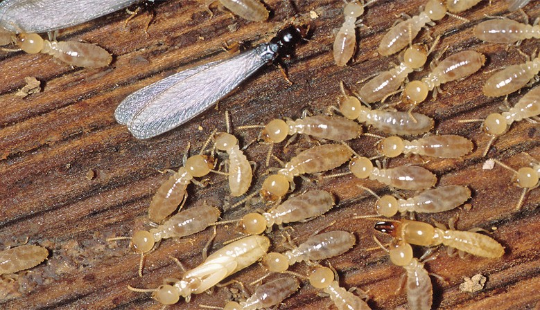 When And Why You Need Termite Treatment?