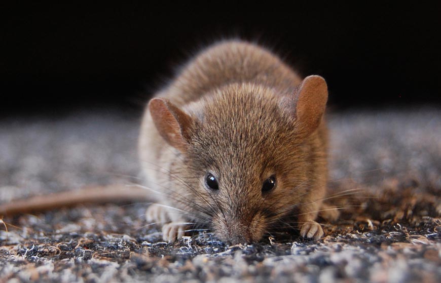 How to get rid of rodents