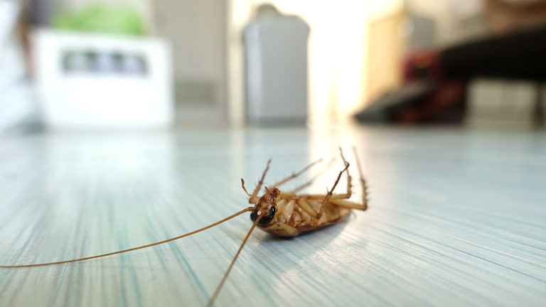 How often should pest control be done in home
