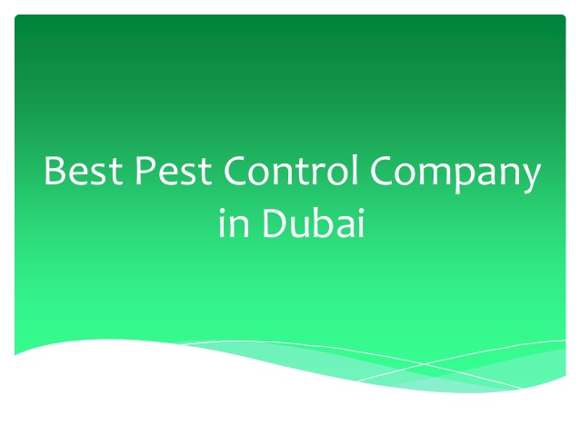 Remove pests forever with the best pest control in Dubai