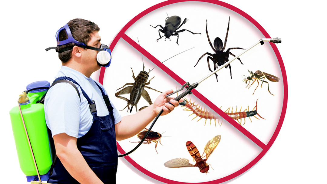 Hire the best pest control company in Dubai to exterminate pests immediately