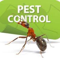 Ants Control Dubai