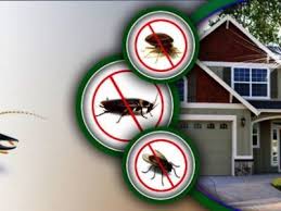 Pest Control Services In Dubai