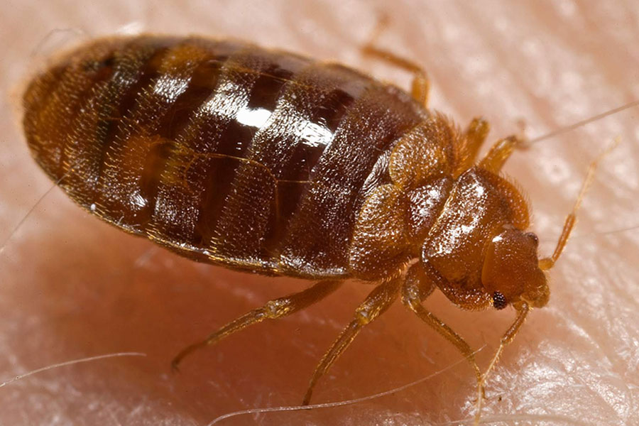cockroach pest control dubai