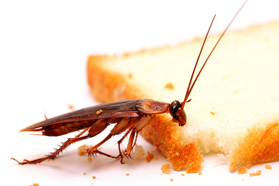 cockroach control dubai