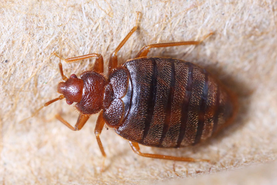 bed bug control dubai