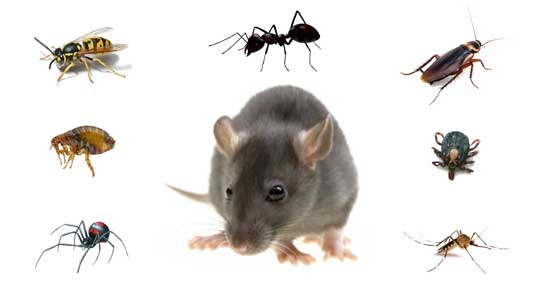 pest control service dubai
