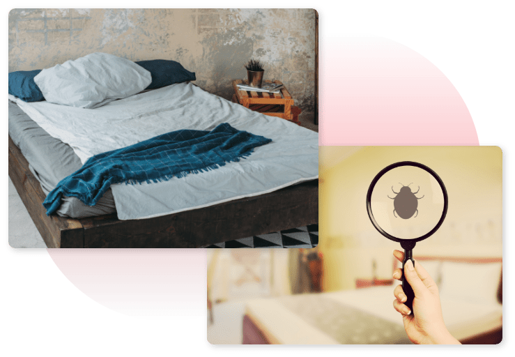 Bed Bugs Pest Control Dubai Supreme