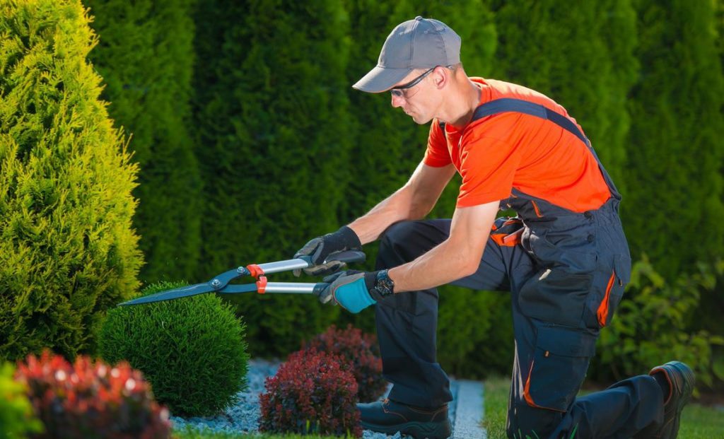 pest control service dubai