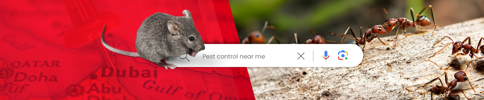 Pest Control Near Me