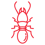 Termite Identification