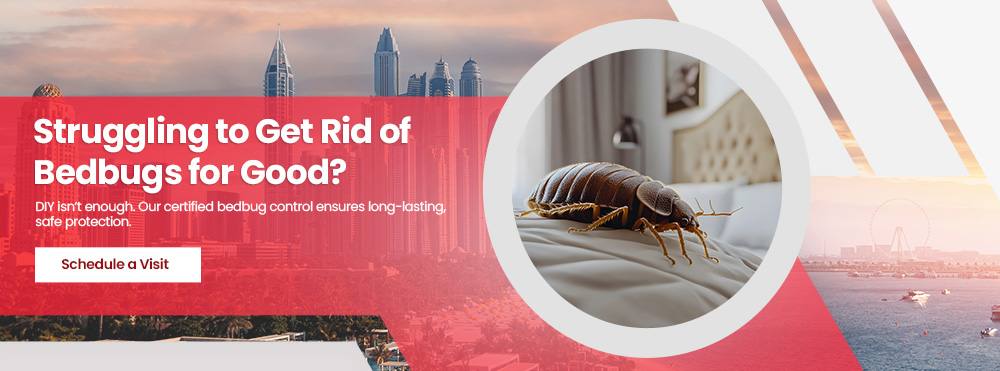 Bed bugs removal 