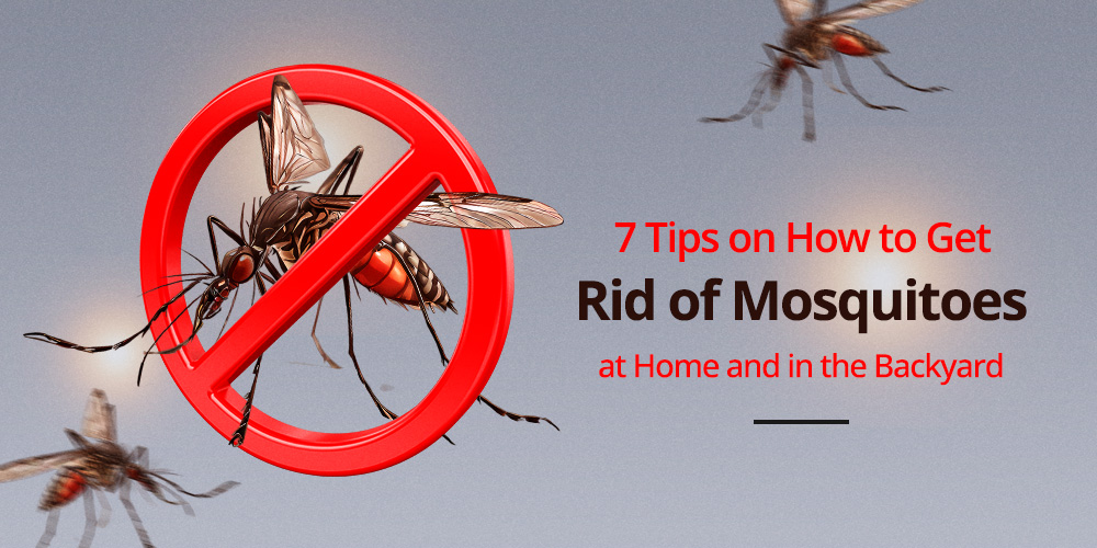 How to get rid of mosquito