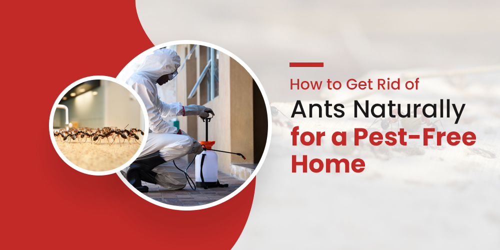 How to get rid of ants