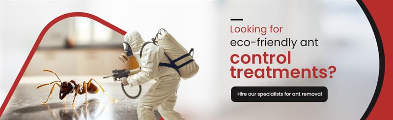 Ant control treatment 