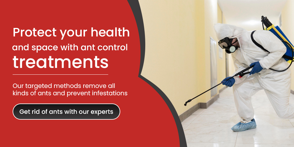 How to protect home from ants