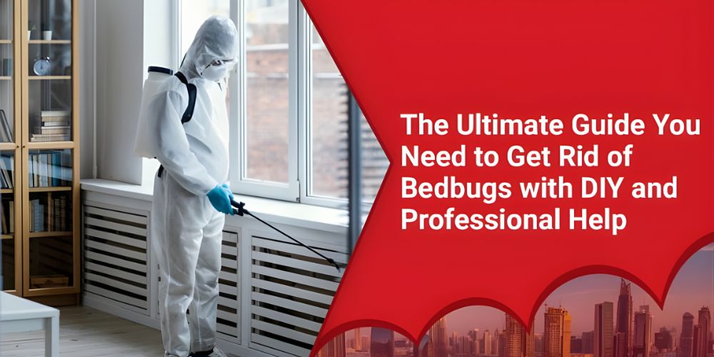 Get Rid of Bedbugs