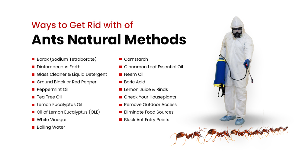 Ways to Get Rid with of Ants