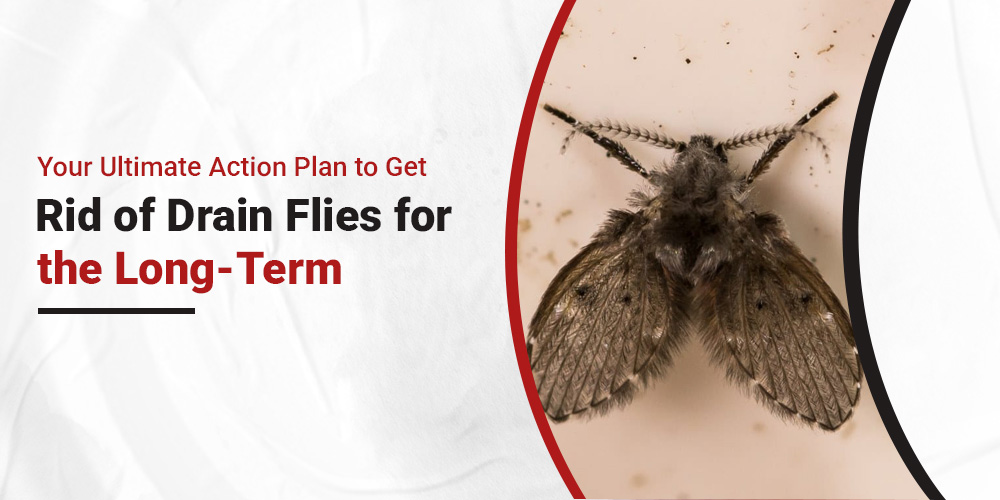 Rid of Drain Flies