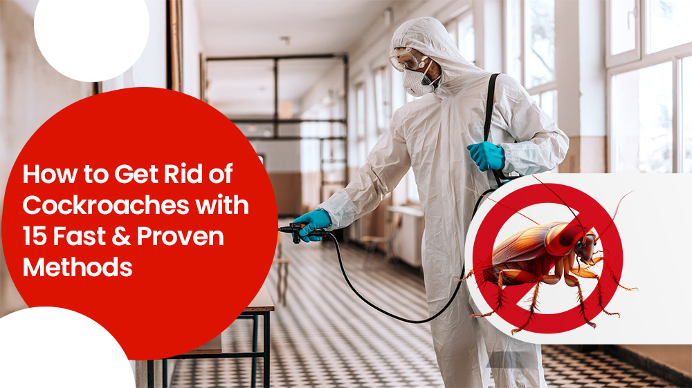 How to Get Rid of Cockroaches