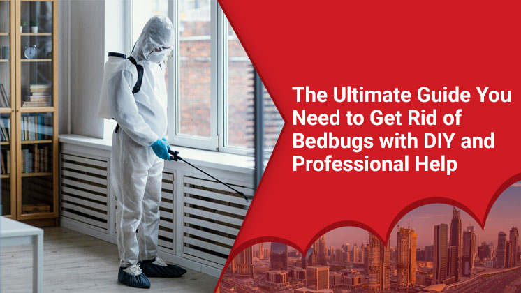 Get Rid of Bedbugs