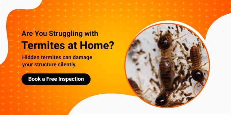Termite Treatment Professional