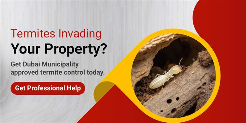 Dubai Municipality approved termite control