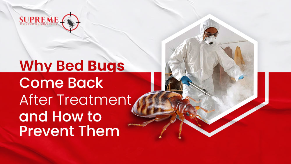 Why Bed Bugs Come Back After Treatment