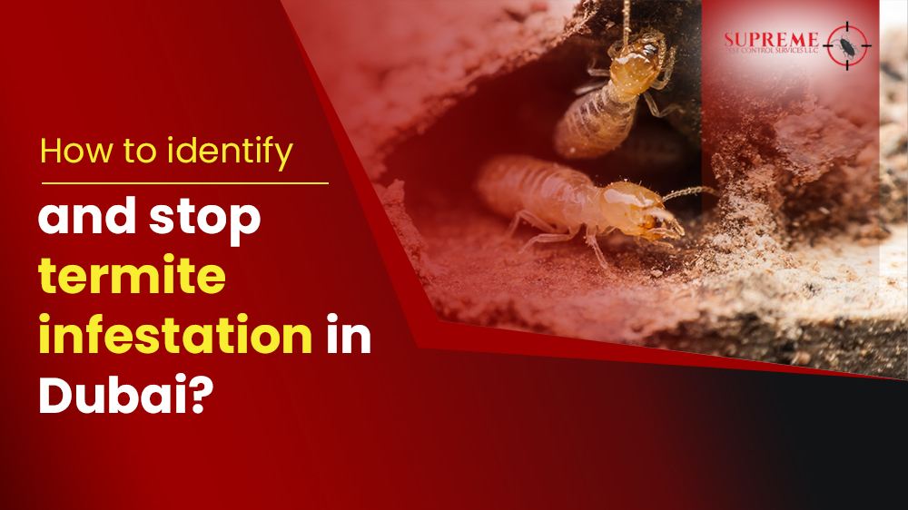 stop termite infestation