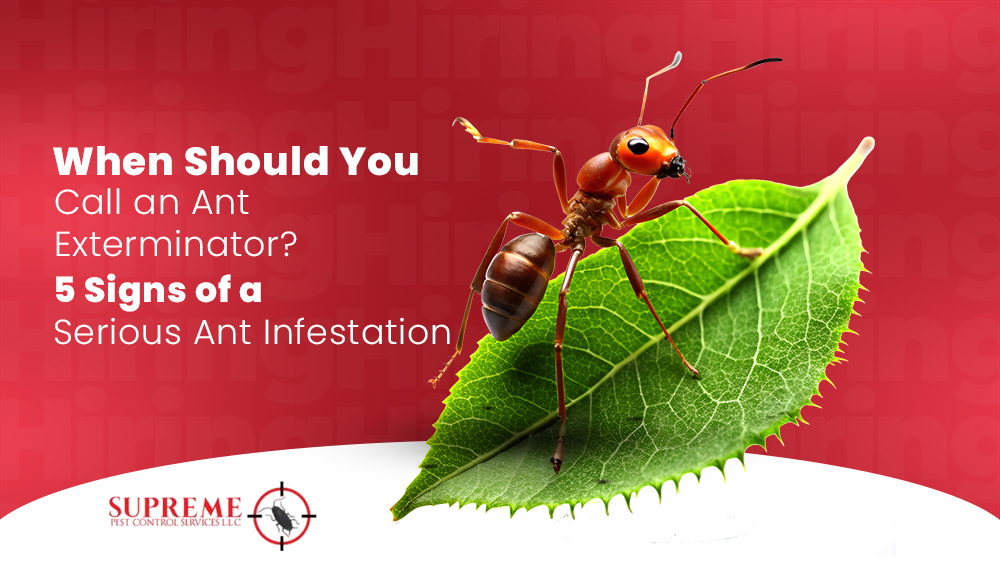 Ant Exterminator in Dubai