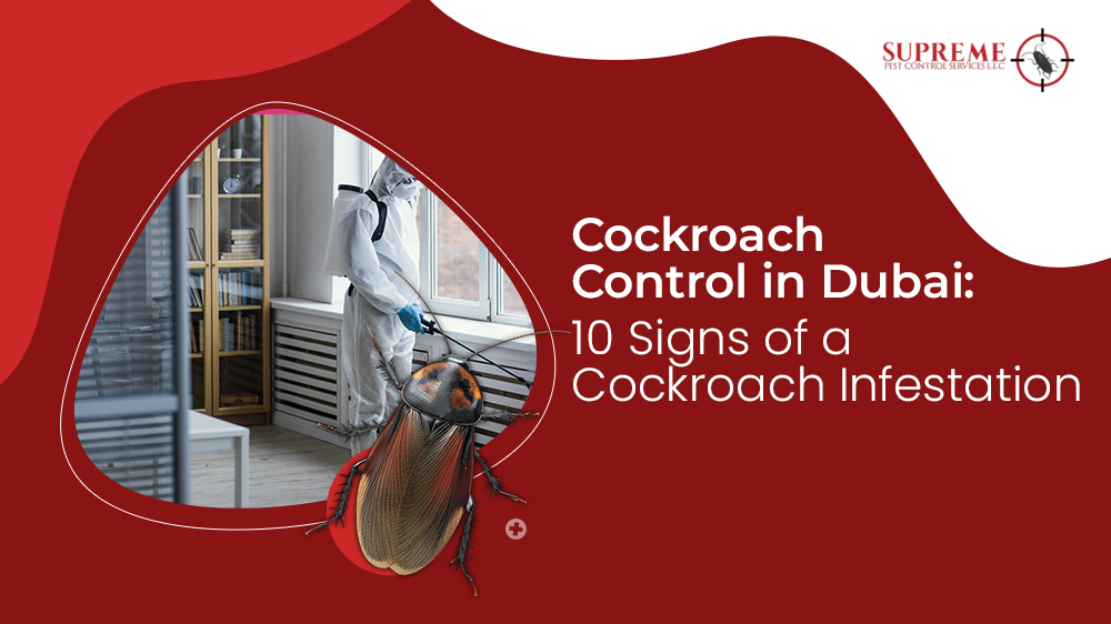 Cockroach Infestation in Dubai