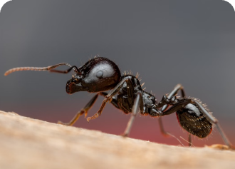 Ant